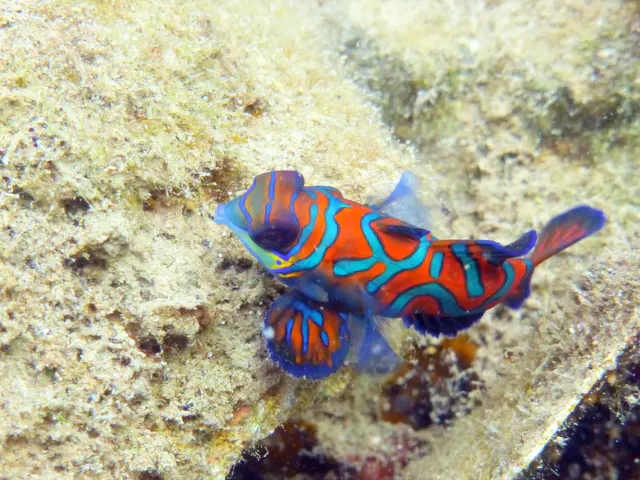 Underwater photograph by Joel Bergsma