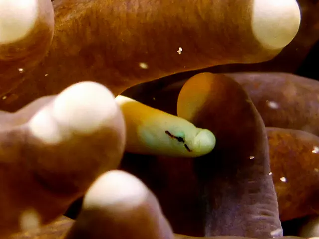 Mushroom Coral Pipefish.  Gerald Allen, et al, Reef Fish Identification - Tropical Pacific (2003), page 431.