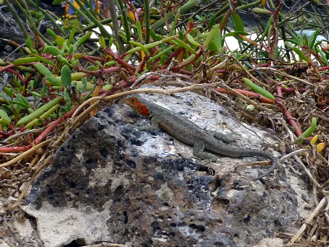 Lava Lizard (endemic species) at the El Garrapatero Beach. Females have red markings around the head and throat, so this is a female.