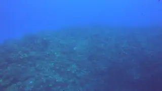 Reefscape with Divers