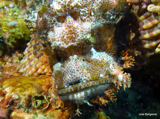 Underwater photograph by Joel Bergsma