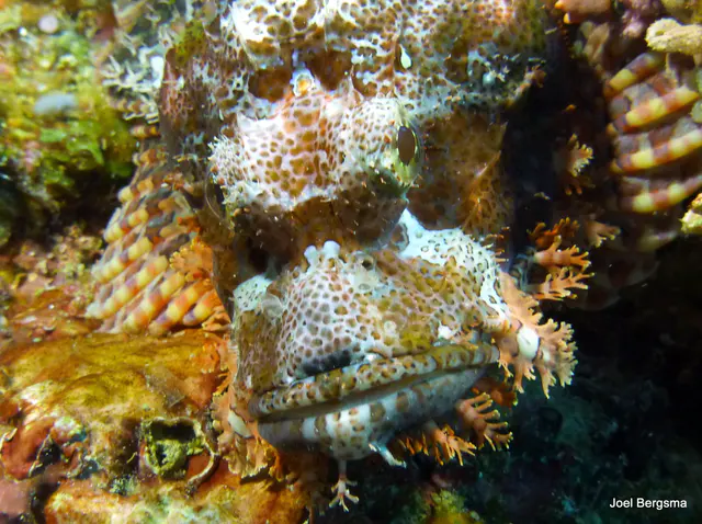 Underwater photograph by Joel Bergsma