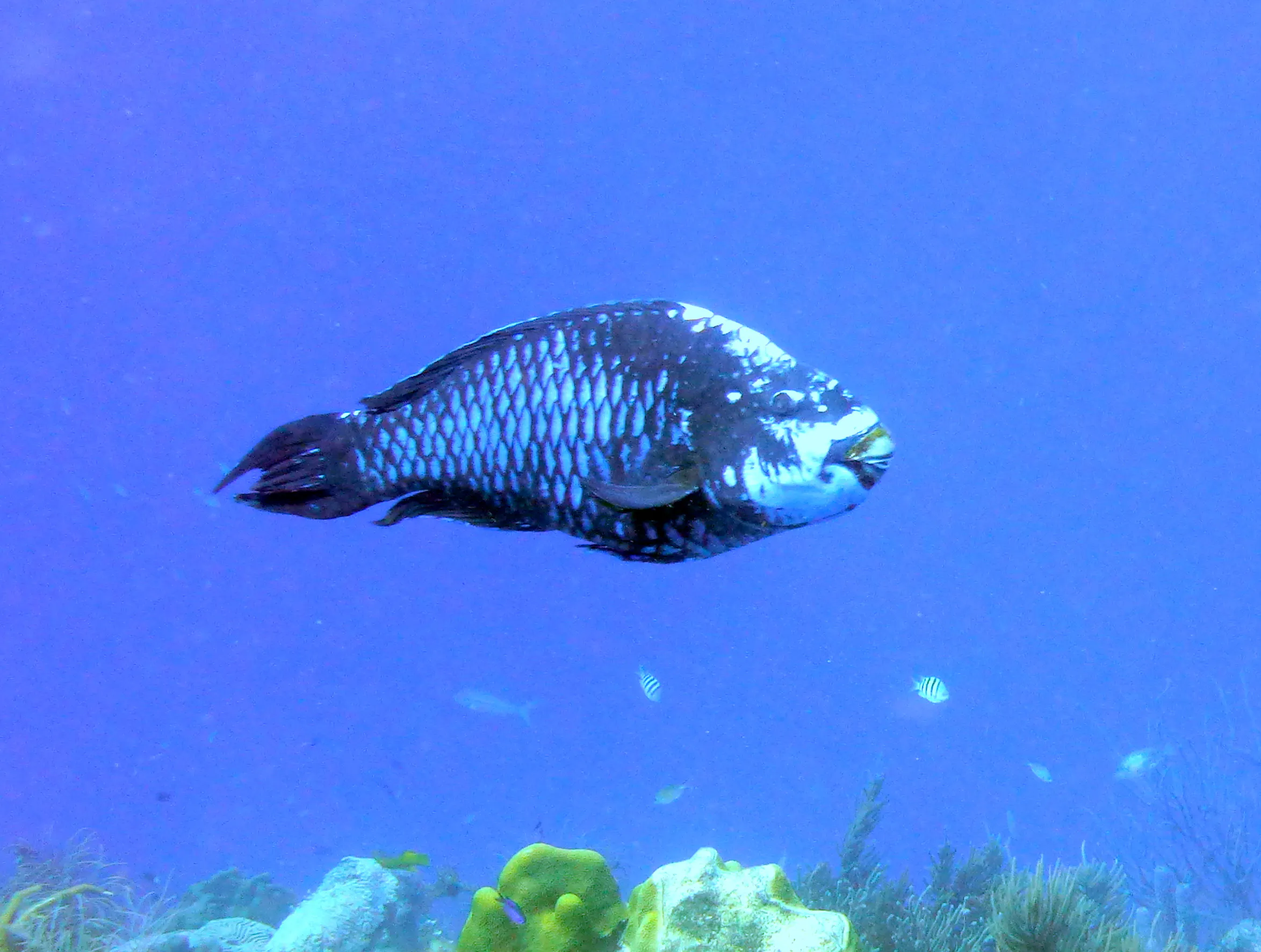 Parrotfish, Bonaire, 2013