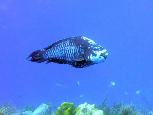 Underwater photograph by Joel Bergsma