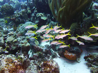 Underwater photograph by Joel Bergsma