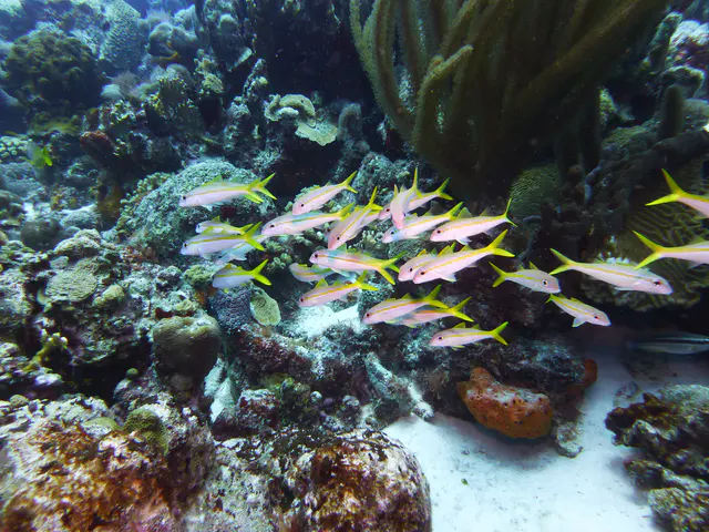 Underwater photograph by Joel Bergsma