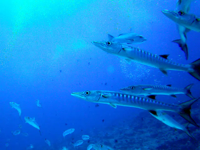 Barracuda