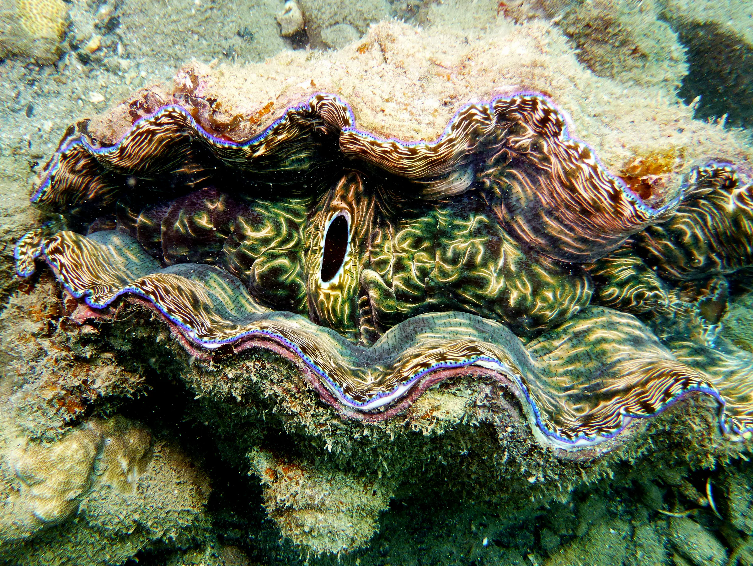 Clam, Palau, 2013
