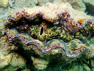 Underwater photograph by Joel Bergsma