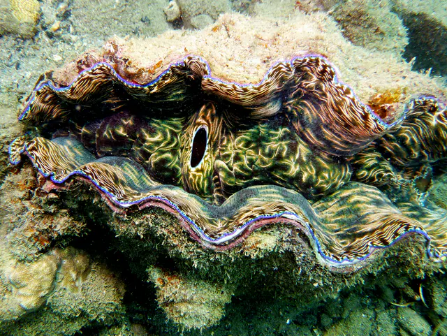 Underwater photograph by Joel Bergsma