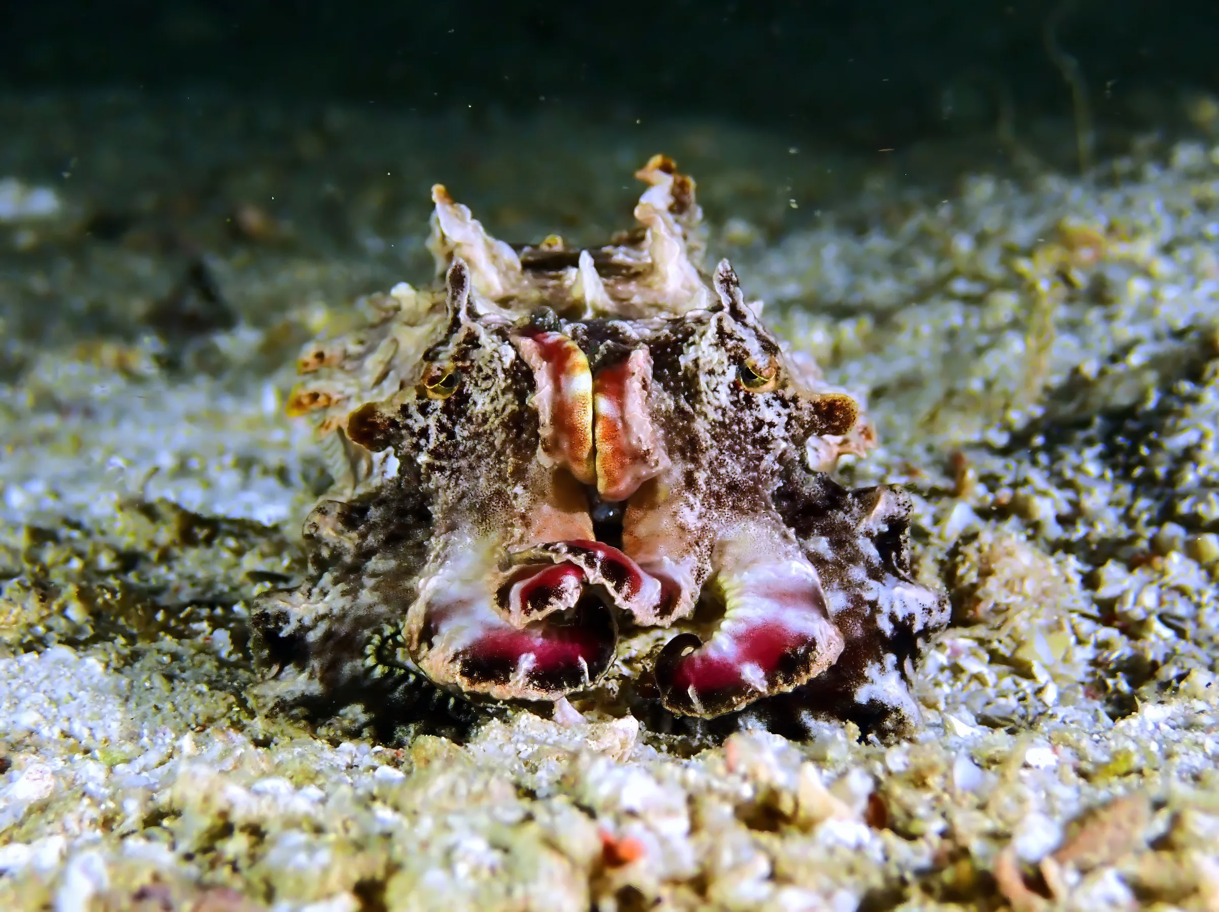 Sipadan, Mabul and Kapalai underwater photograph, 2023
