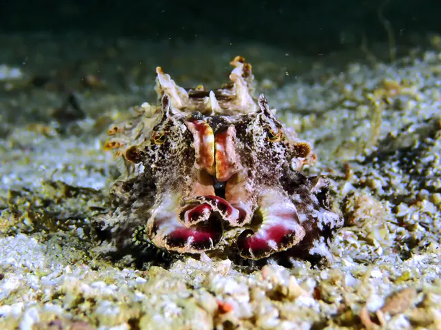 Underwater photograph by Joel Bergsma