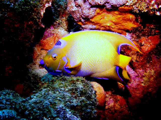 Underwater photograph by Joel Bergsma
