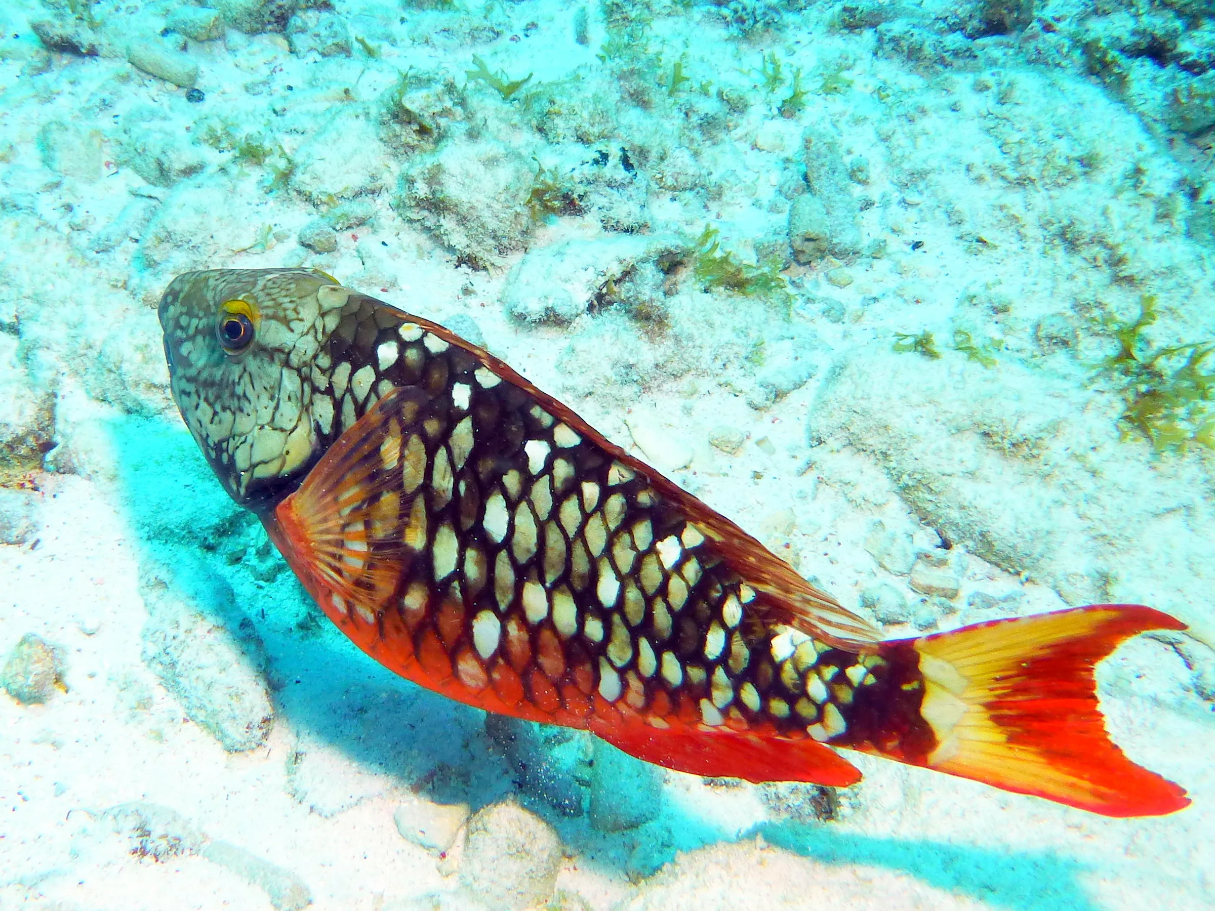 Parrotfish, Bonaire, 2013