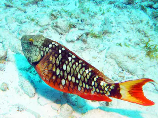 Underwater photograph by Joel Bergsma