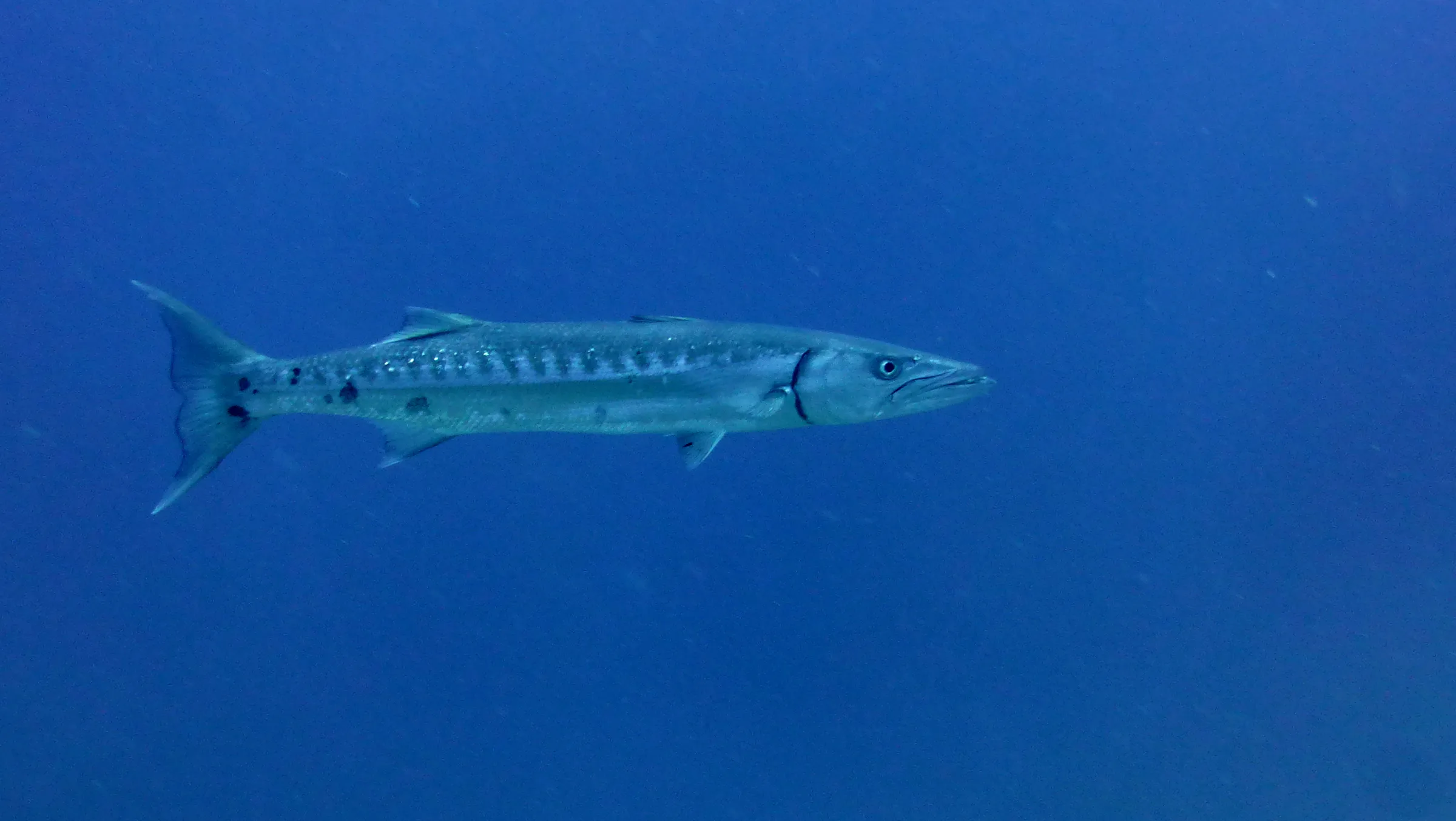 Great Barracuda, Belize, 2017