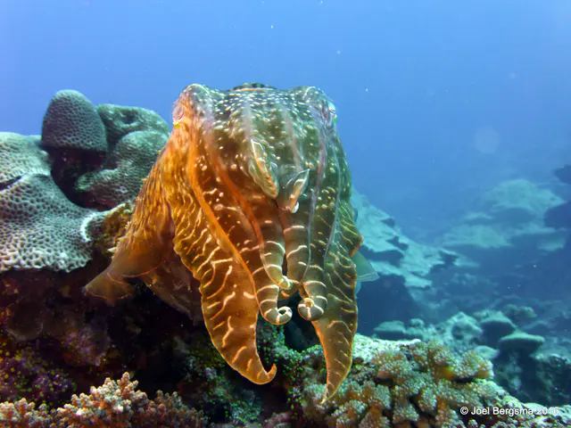Underwater photograph by Joel Bergsma