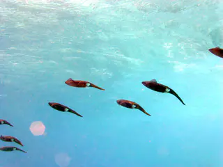 Underwater photograph by Joel Bergsma