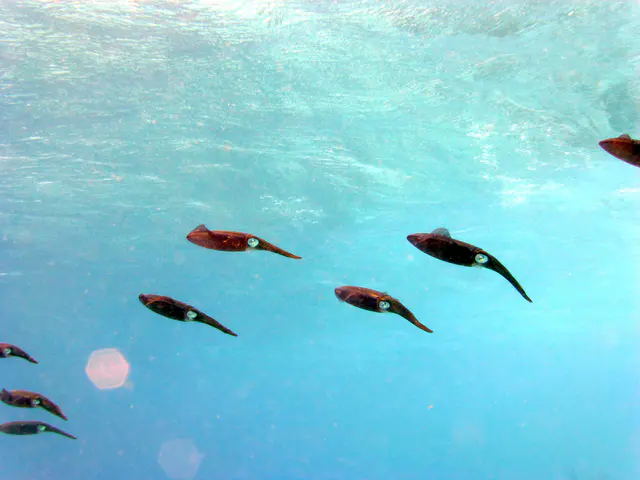 Underwater photograph by Joel Bergsma