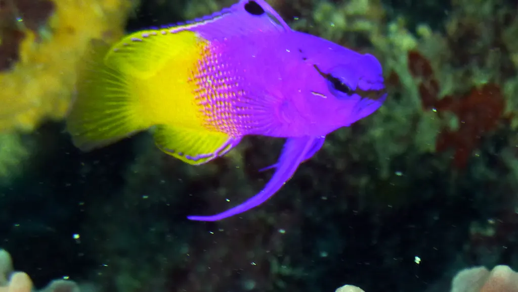 Underwater photograph by Joel Bergsma