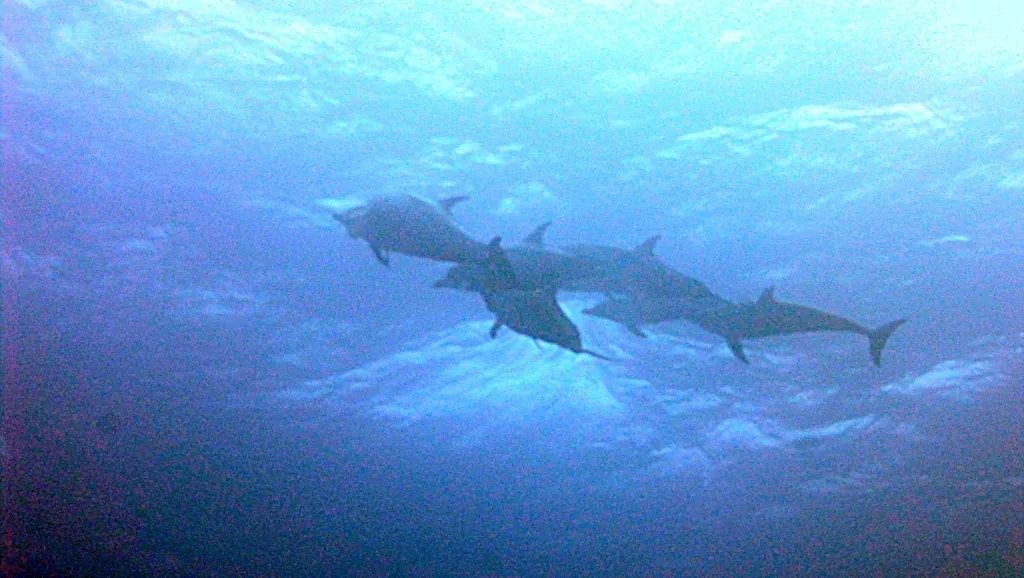 Underwater photograph by Joel Bergsma