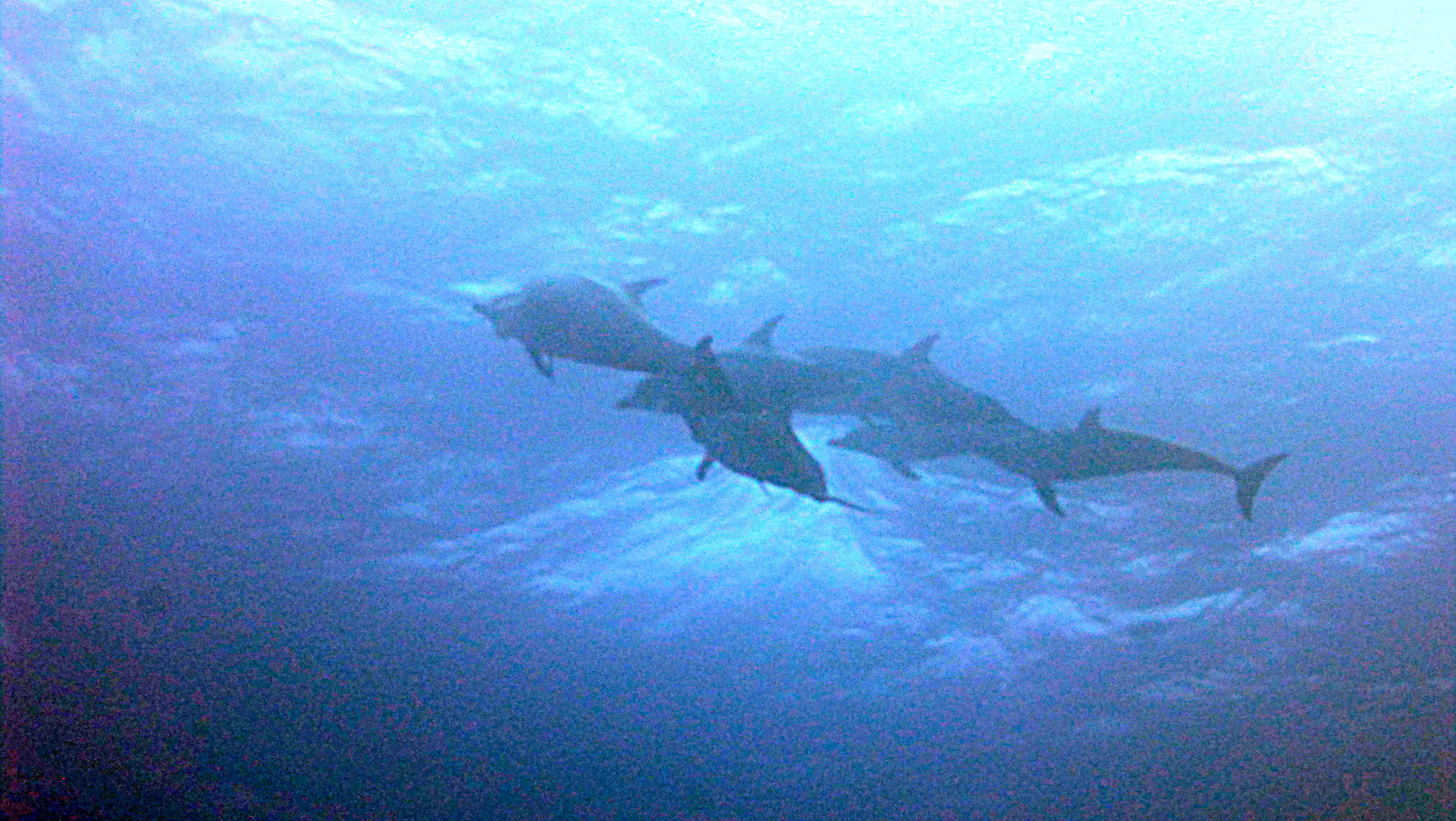 Dolphin, Belize, 2017