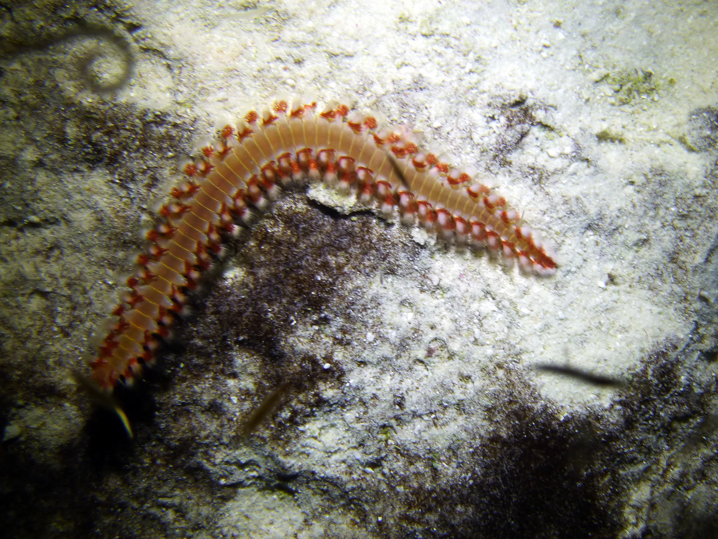 Bristle Worm, Bonaire, 2013