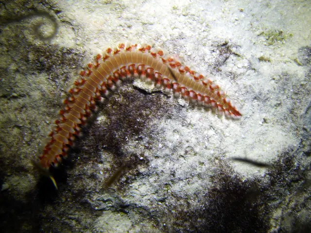 Underwater photograph by Joel Bergsma