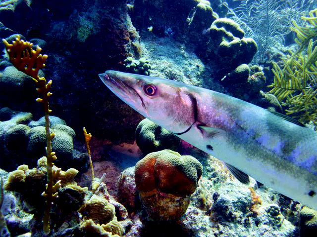 Underwater photograph by Joel Bergsma