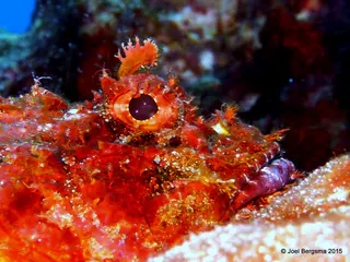 Underwater photograph by Joel Bergsma