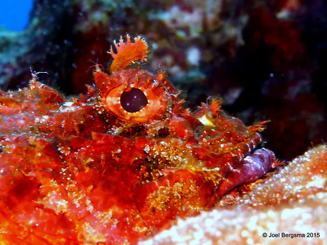 Underwater photograph by Joel Bergsma
