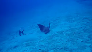 Spotted Eagle Ray