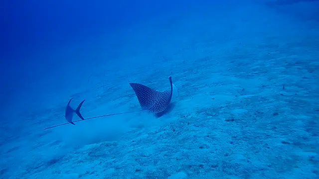 Spotted Eagle Ray