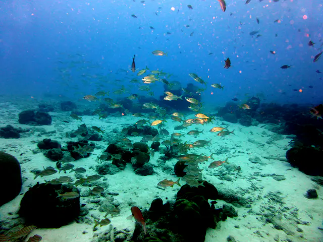 Underwater photograph by Joel Bergsma