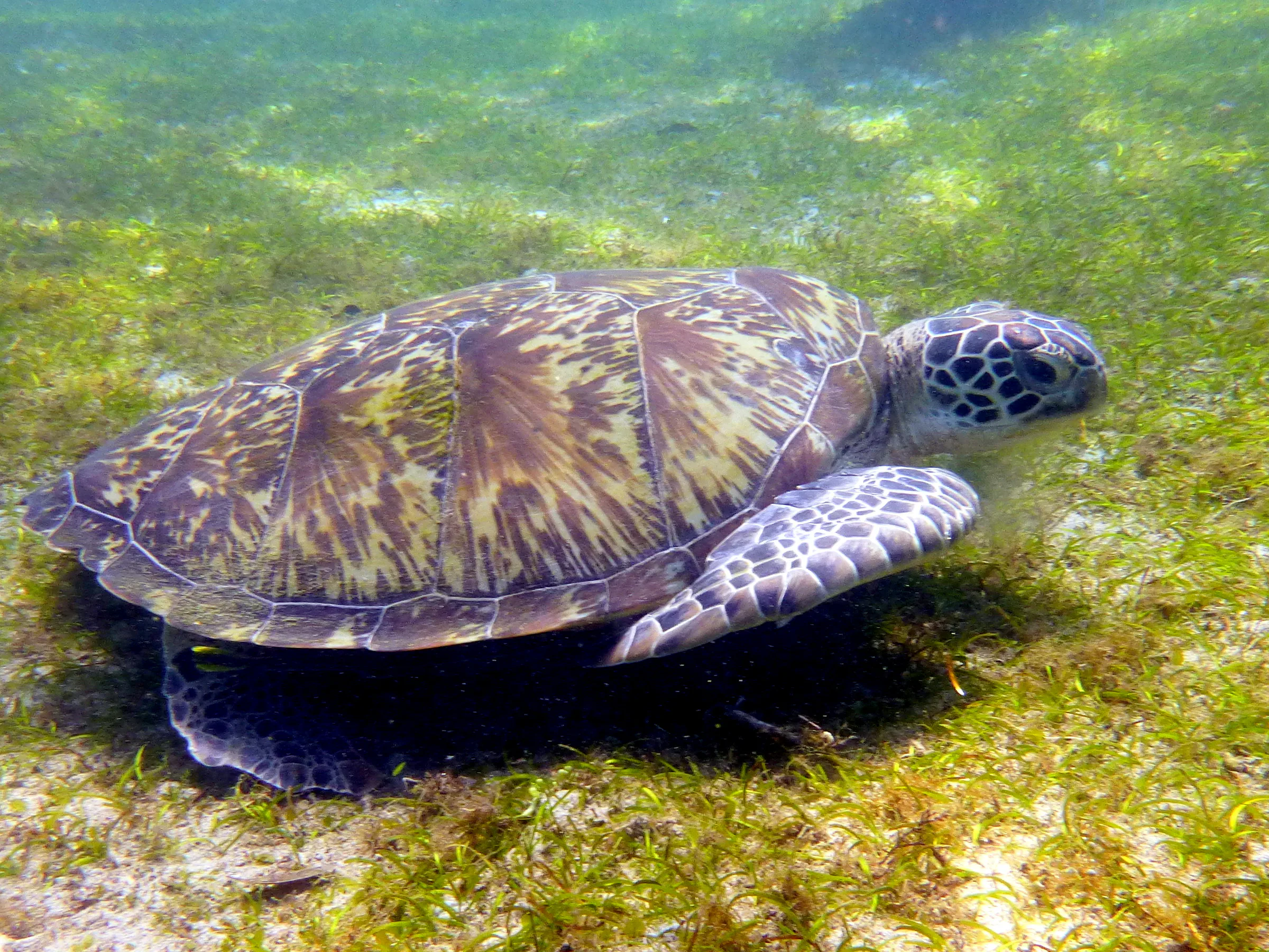 Turtle, Philippines, 2014