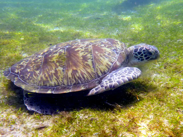 Underwater photograph by Joel Bergsma