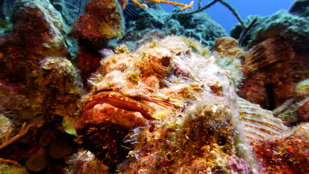 Underwater photograph by Joel Bergsma
