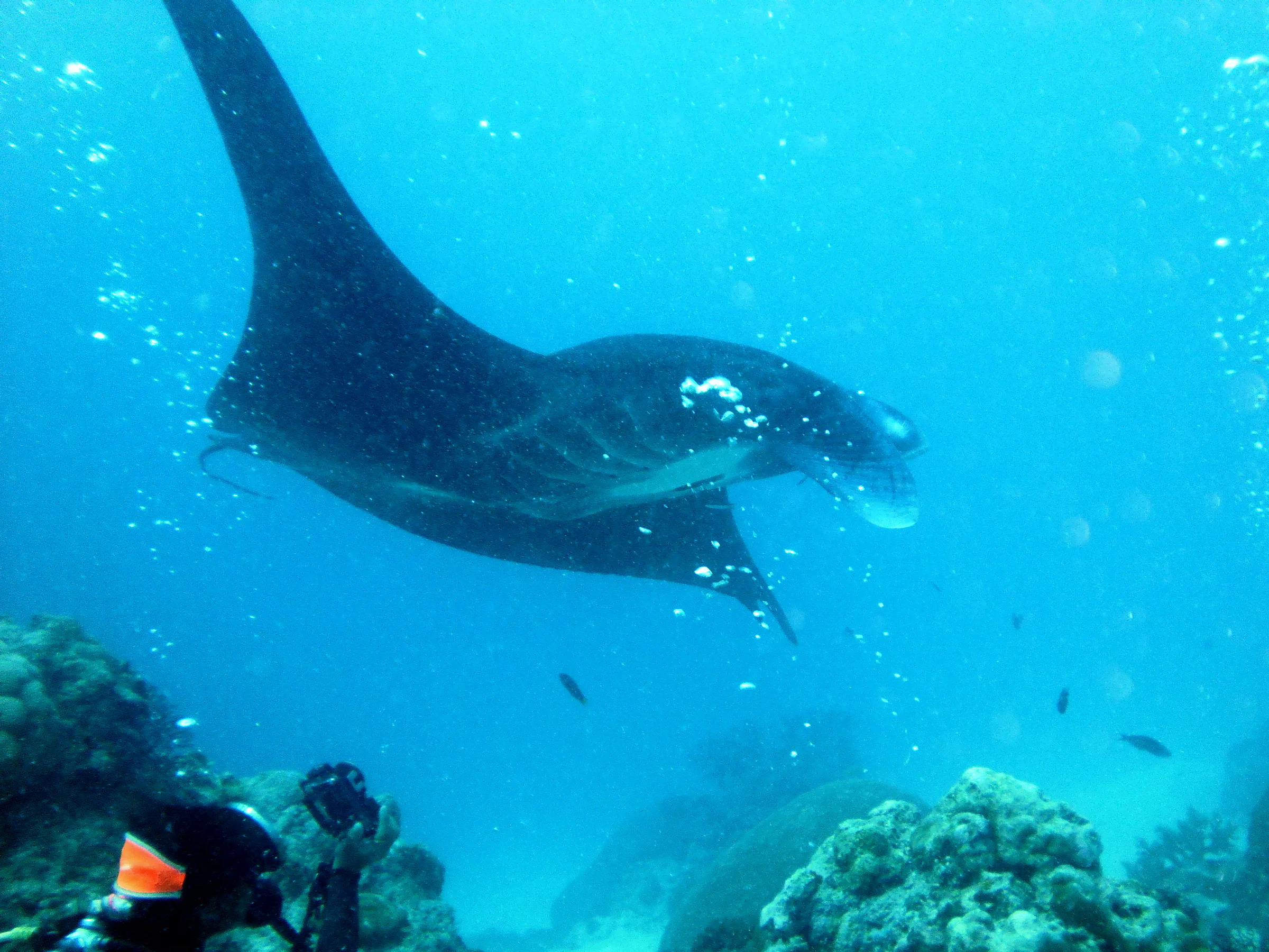 Photo opp. A black manta ray circles the coral balmy cleaning station at the mouth of the German Channel, Palau. Note its tail is curved behind it as it circles.