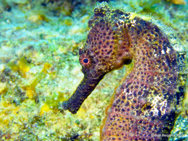Underwater photograph by Joel Bergsma
