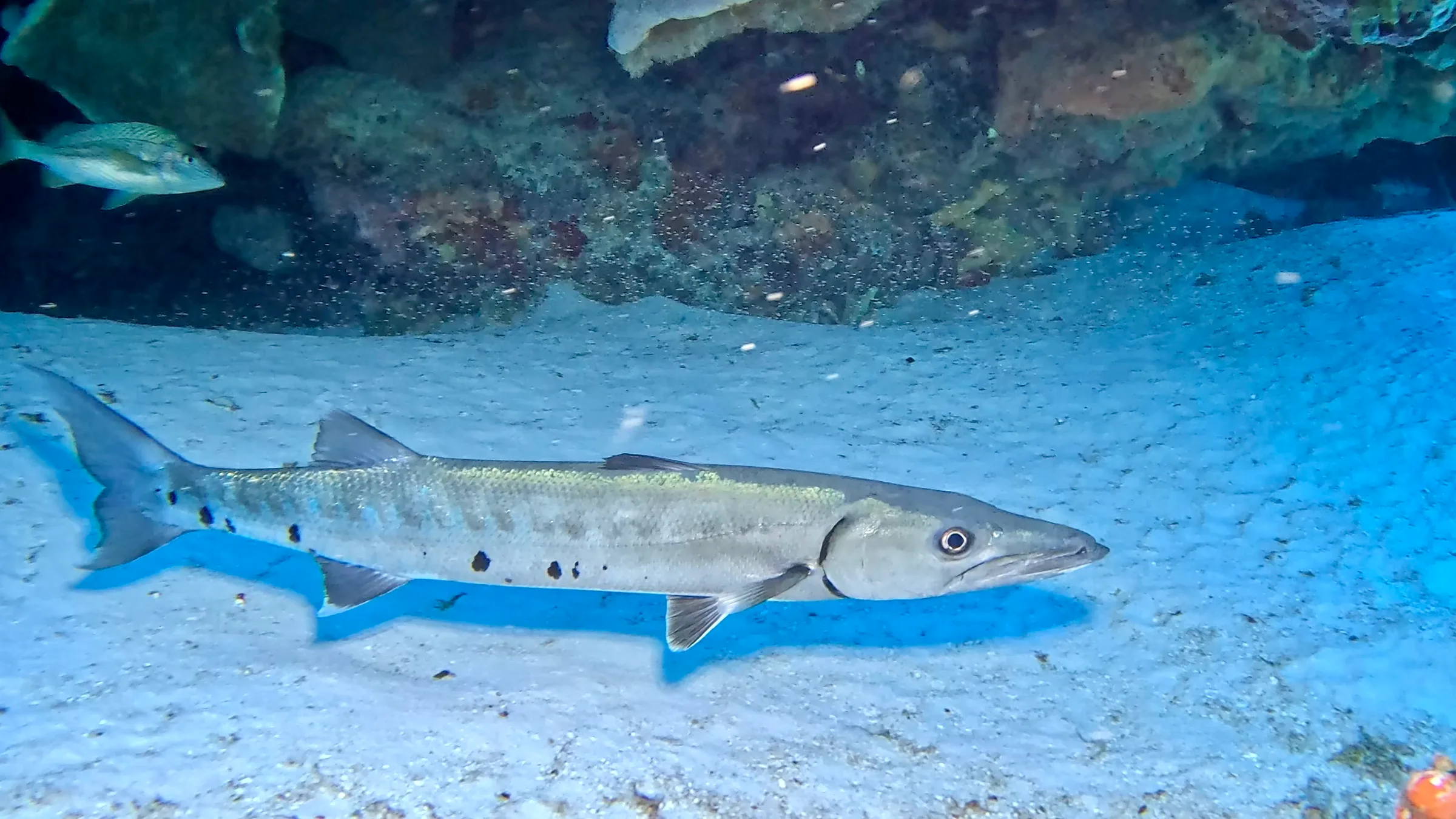 Cozumel underwater photograph, 2025