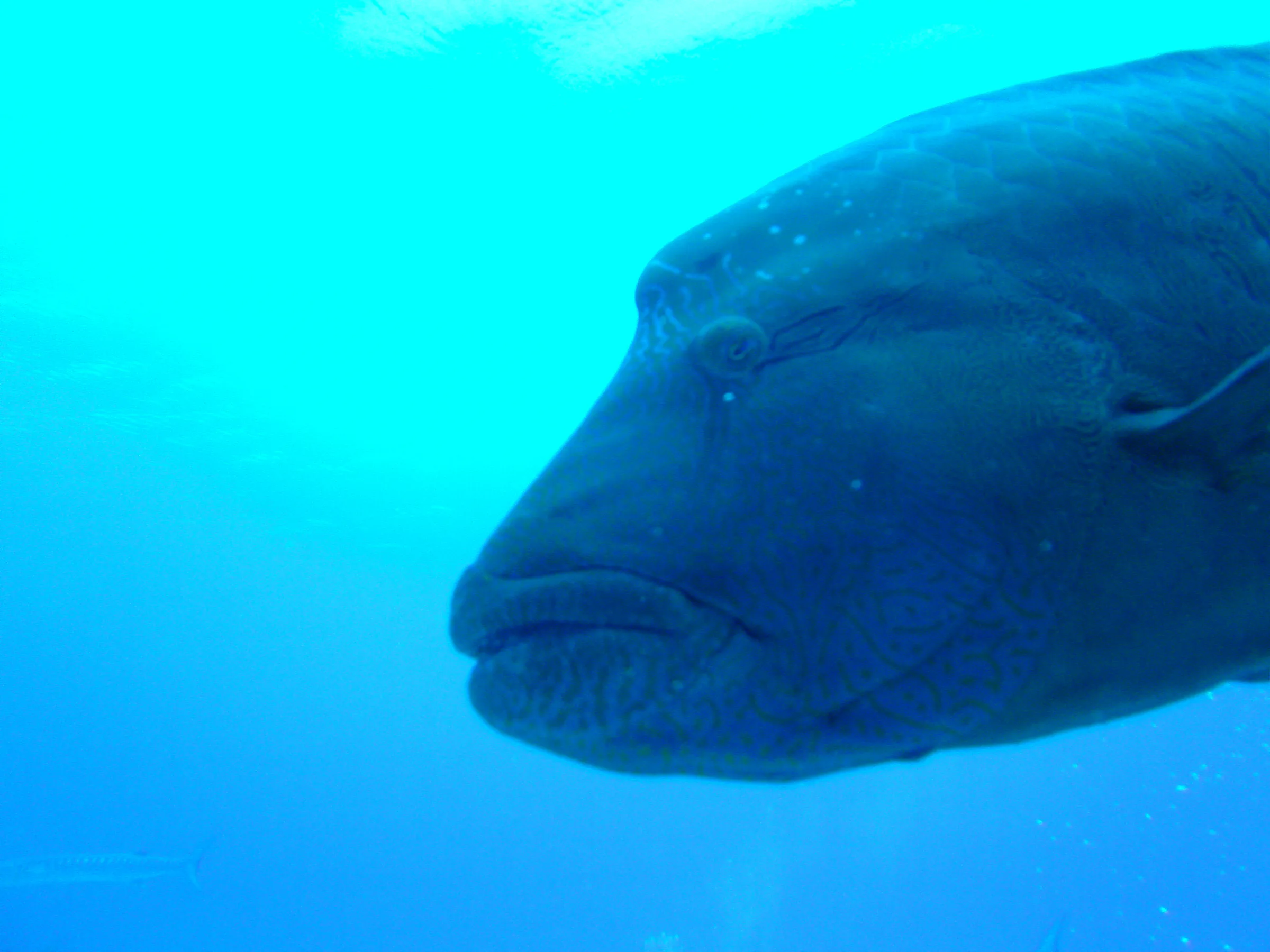 Napoleon Wrasse aka Humphead Wrasse. See Gerald Allen, et al, Reef Fish Identification - Tropical Pacific (2003) at page 193.