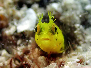 Underwater photograph by Joel Bergsma
