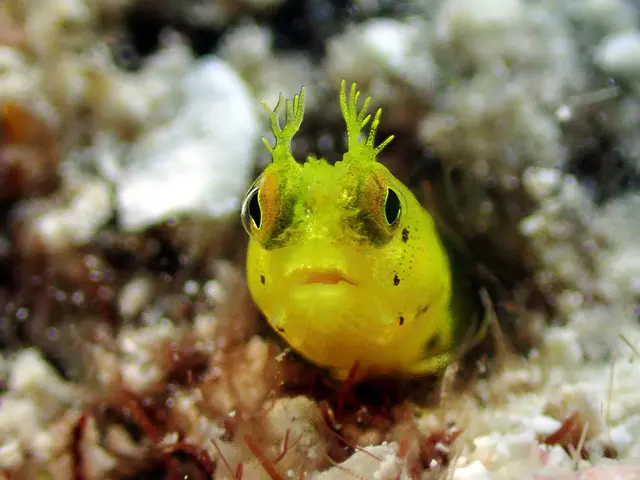 Underwater photograph by Joel Bergsma