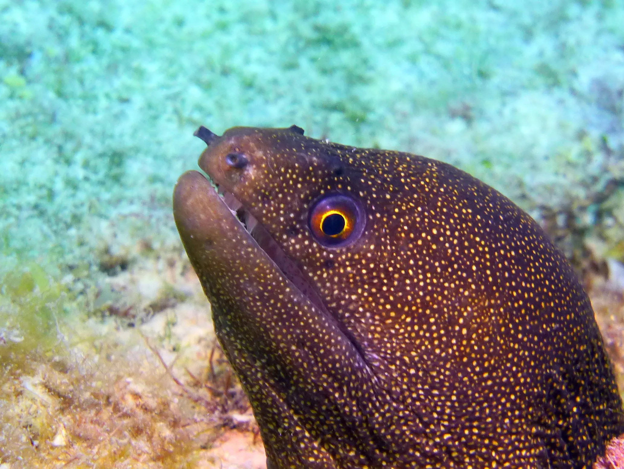 Goldentail Moray Eel, Bonaire, 2013