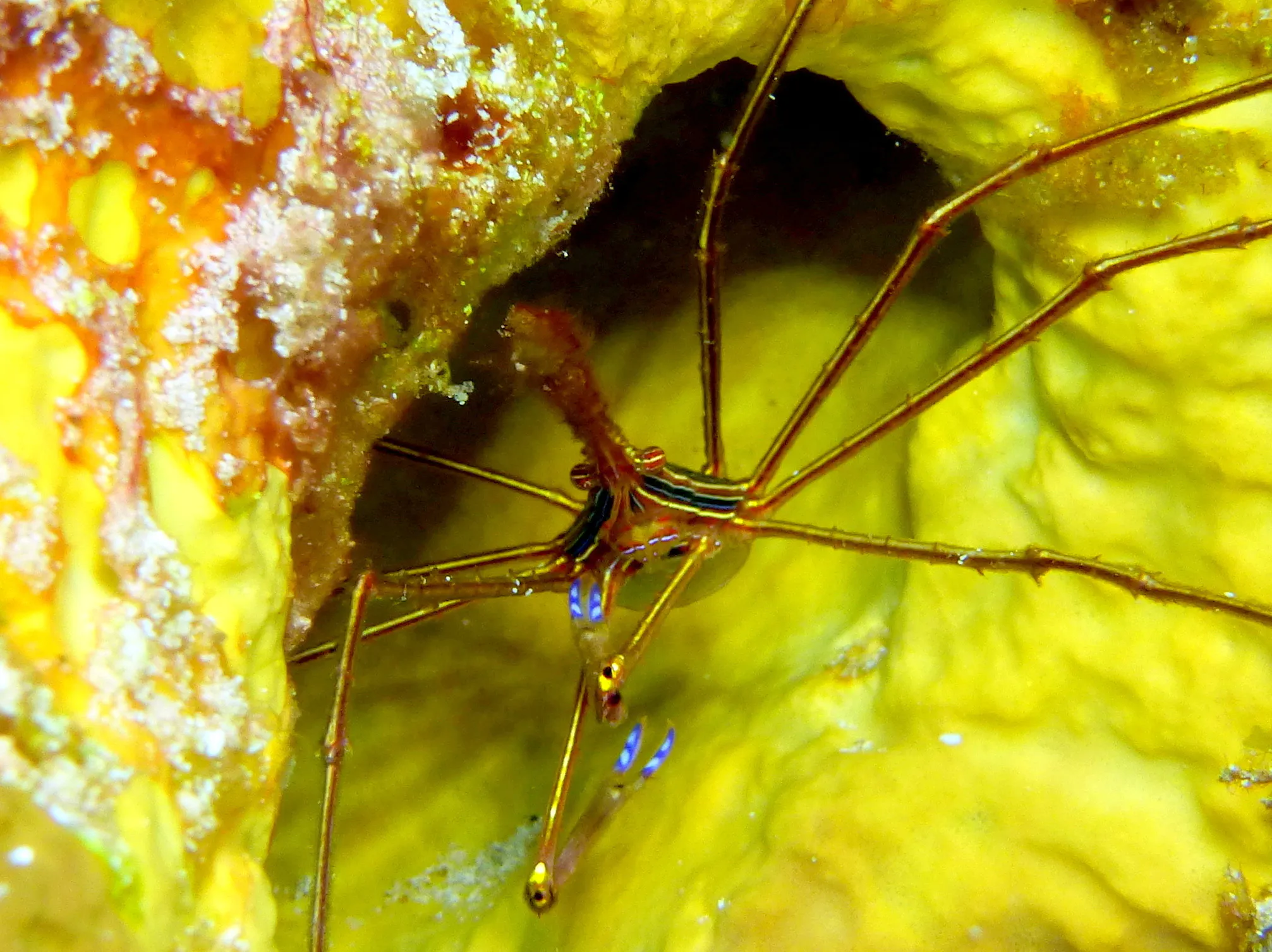 Arrow Crab, Cozumel, 2014