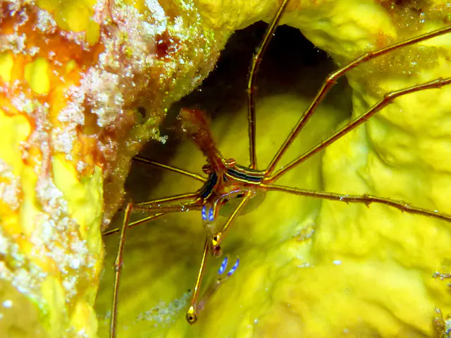 Underwater photograph by Joel Bergsma