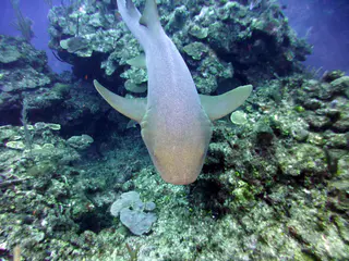 Underwater photograph by Joel Bergsma