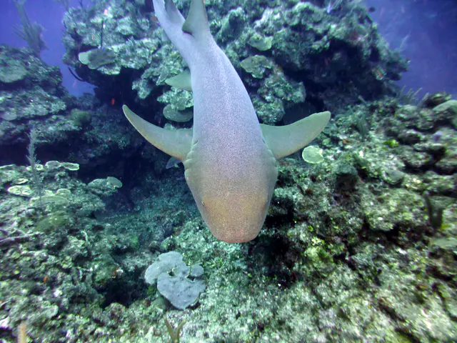 Underwater photograph by Joel Bergsma