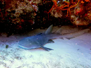 Underwater photograph by Joel Bergsma