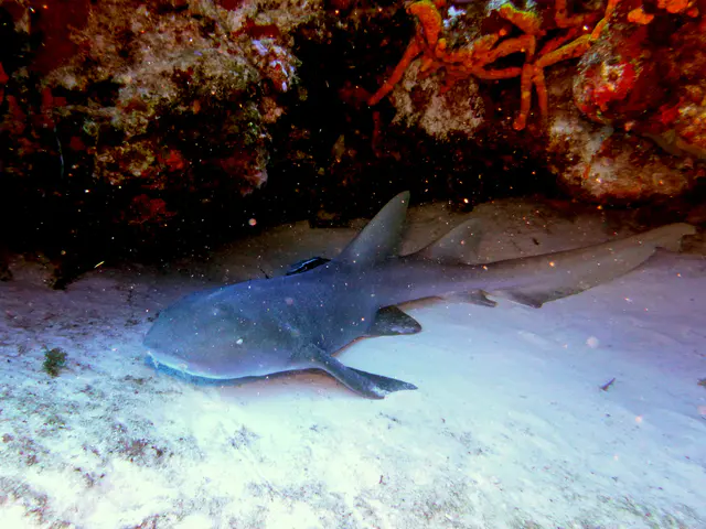 Underwater photograph by Joel Bergsma